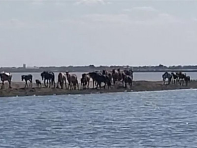 Атырауда тасқын судың ортасынан 80 жылқы қауіпсіз аумаққа шығарылды