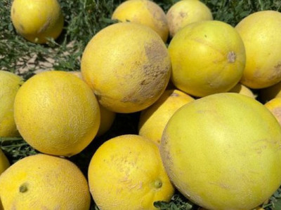 Түркістан: Жетісай қауындары Ресейге жөнелтілуде