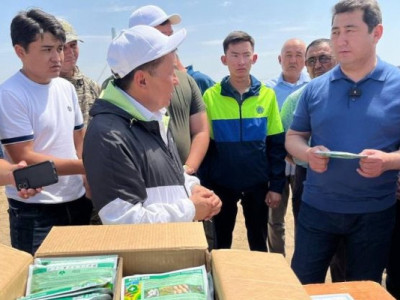 Айдарбек Сапаров: Шегірткеге қарсы іс-шараларға 2500-ден...