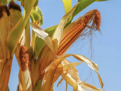 Жетісулық жүгері өсірушілер биыл да шығынға ұшырай ма - шаруалар дабыл қақты