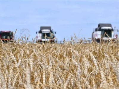 Павлодар облысында рекордтық астық жиналды