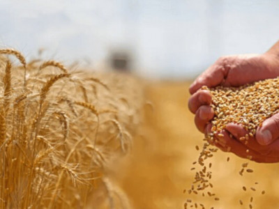 Диқандар мол астықтан айырылып қаламыз деп алаңдаулы