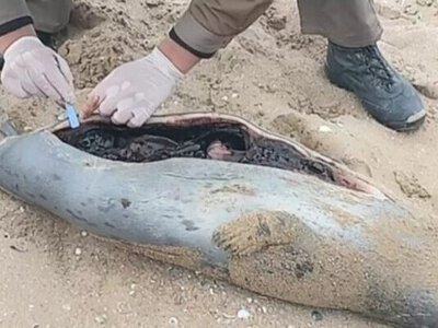 Каспий жағалауынан Қызыл кітапқа енген 88 итбалықтың өлексесі табылды