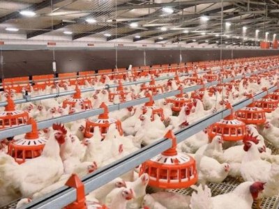 Түркістанда құс фабрикасы ашылады