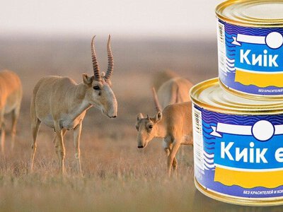 Батыс Қазақстанда киік еті өңделеді