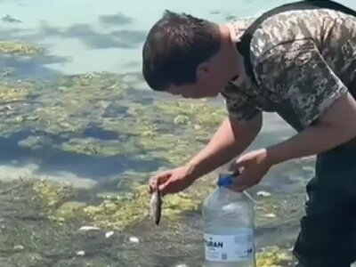 Каспий жағалауында балық жаппай қырылды