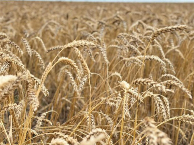 Қазақстанда орақ науқаны аяқталуға жақын