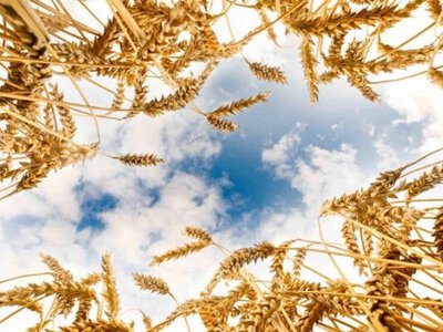 Ақмола облысында «Hopefull Grain & Oil Group» компаниясы дәнді дақылдарды терең өңдеу жобасын қаржыландырады