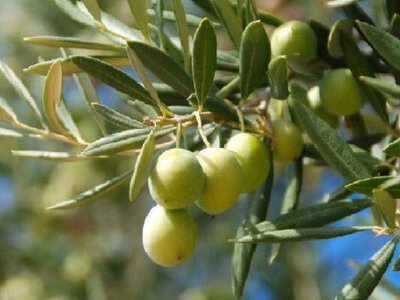 Маңғыстаудың Қарақия ауданында бір млн зәйтүн ағашы егілмек