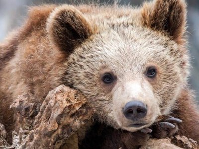 Көлсай көлдерінде аю мен қонжығы бейнежазбаға түсіп қалды