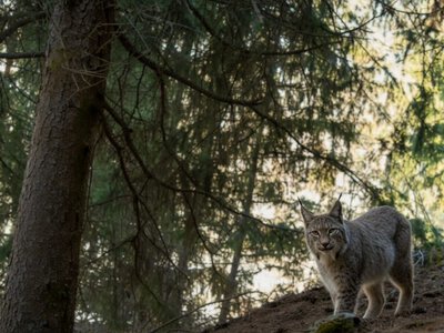 Қызыл кітапқа енген Түркістан сілеусіні көзге жиі түсетін болды (видео)