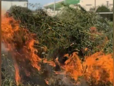 Жамбыл облысында 71 тонна қарасора өртелді