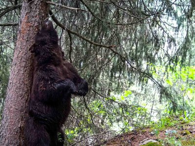 Қарағайға қасынған қоңыр аюдың бейқам тіршілігі экологтарды сүйсіндірді (видео)