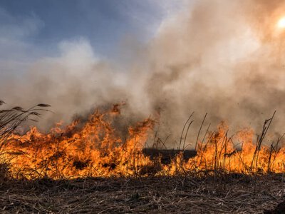 Орал тұрғындарын тұншықтырған тоғай өрті сөндірілді