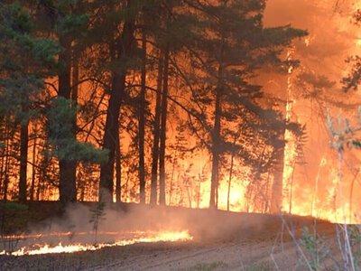 Бурабай табиғи паркінде орман өртенді
