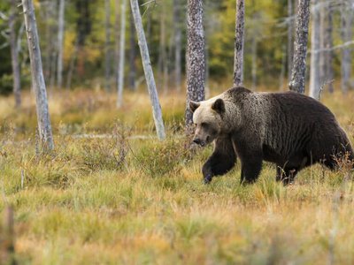 Өскеменде жалғыз серуендеп жүрген аюдың видеосы тарап жатыр
