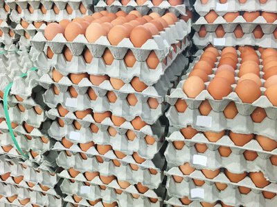 20 тонна тауық жұмыртқасын шекарадан заңсыз өткізбек болғандар айыппұл арқалады