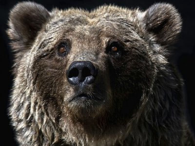 Аюлар қалаларға шабуылдай бастады: бір  қалада коменданттық сағат енгізілді