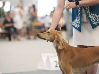 Астанада қазақы тазылардың көрмесі өтеді