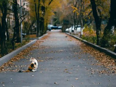 Күздің жылы күндері аяқталуға жақын:  қазан айында ауа райы қандай болады