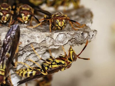 Шри-Ланкада аралар бір адамды өлтіріп, жеті адам ауыр хәлге түсірген