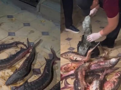 Жетісуда Қызыл кітапқа енген балық тасымалдағандар ұсталды