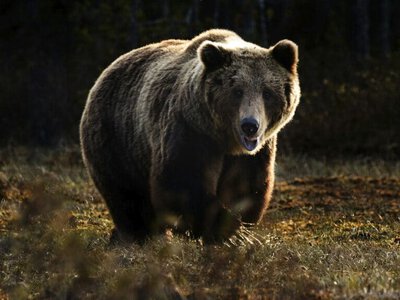 Ресейде 100 мың аюды атып өлтірмек