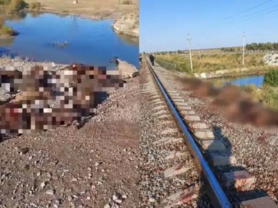 Жамбыл облысында жүк пойызы 70 қойды қағып кетті